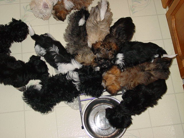 Havanese chow time