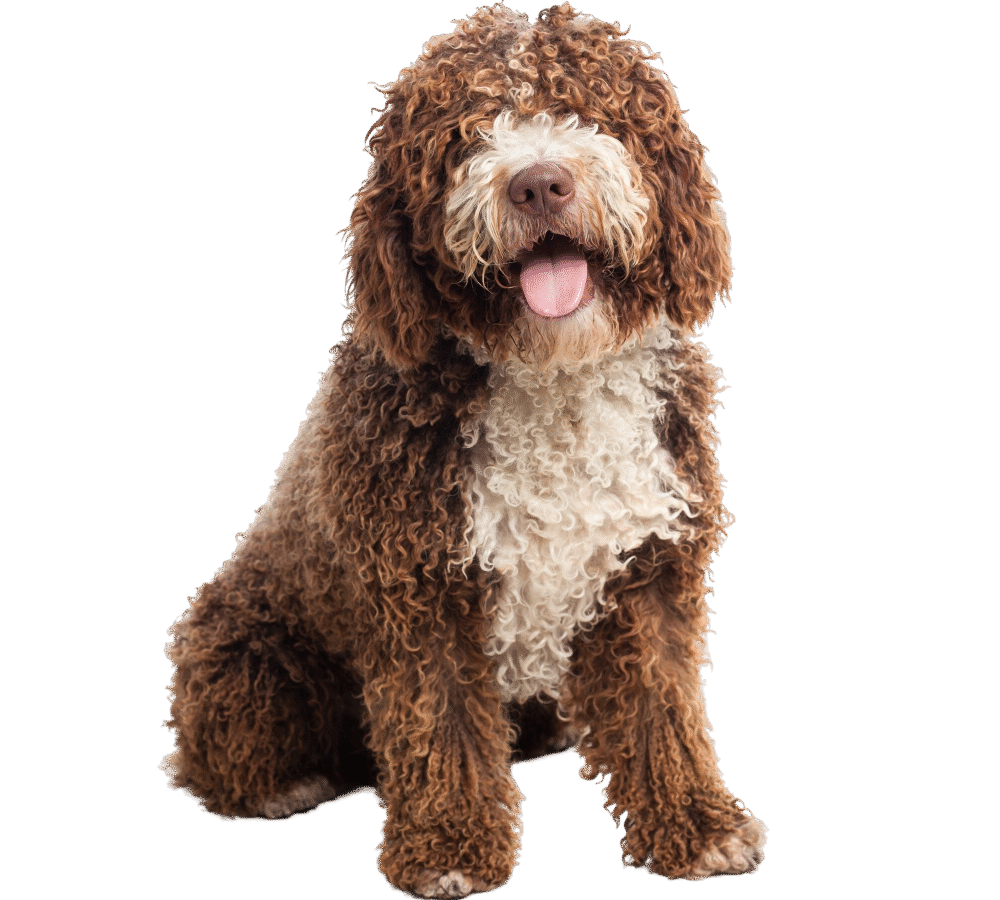 cropped-Havanese-PNG.png http://asalinashavaneskennels.com/wp-content/uploads/2025/06/cropped-Havanese-PNG.png