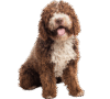 Salinas Havanese Puppies Home